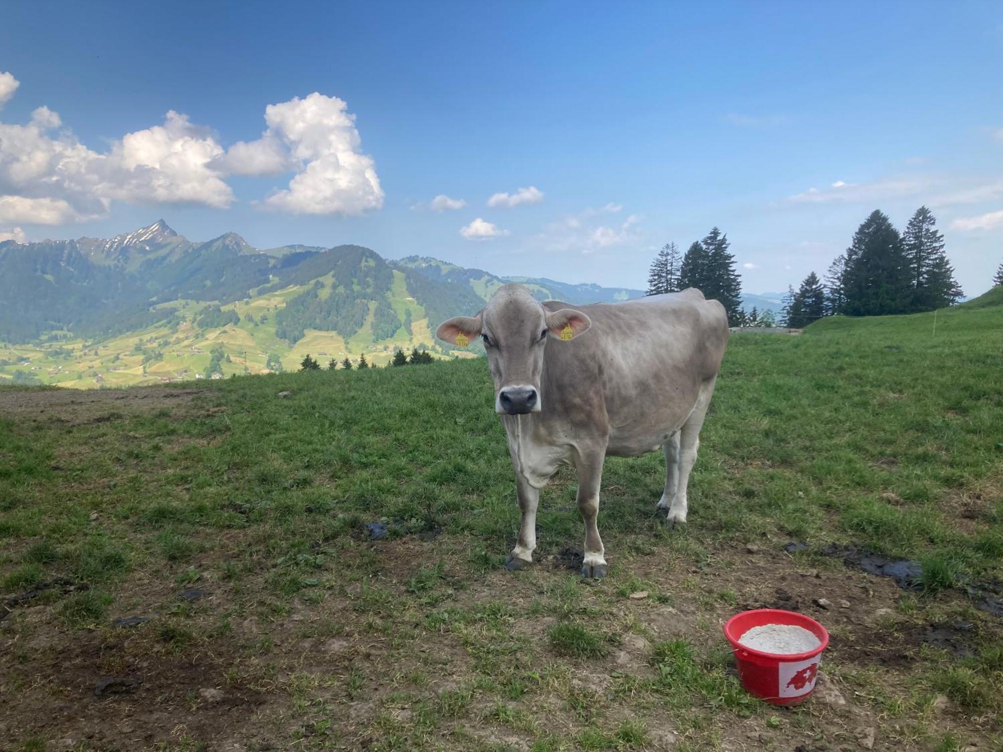 Wies Stein  ภายนอก รูปภาพ